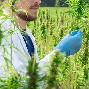 Cannabis & Hemp Executive Search